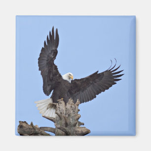 Weißkopfseeadler (Haliaeetus leucocephalus) mit Fl Magnet