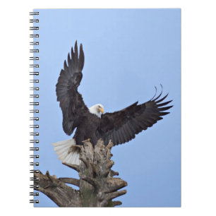 Weißkopfseeadler (Haliaeetus leucocephalus) mit Fl Notizblock