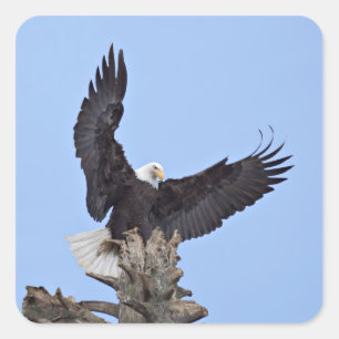 Weißkopfseeadler (Haliaeetus leucocephalus) mit Fl Quadratischer Aufkleber