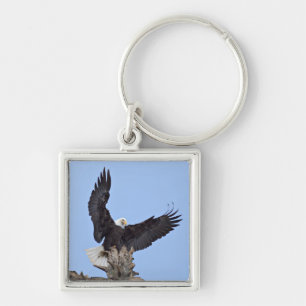 Weißkopfseeadler (Haliaeetus leucocephalus) mit Fl Schlüsselanhänger