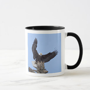 Weißkopfseeadler (Haliaeetus leucocephalus) mit Fl Tasse