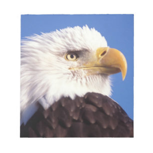 Weißkopfseeadler, Haliaeetus leucocephalus, Nahauf Notizblock