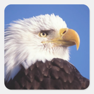 Weißkopfseeadler, Haliaeetus leucocephalus, Nahauf Quadratischer Aufkleber