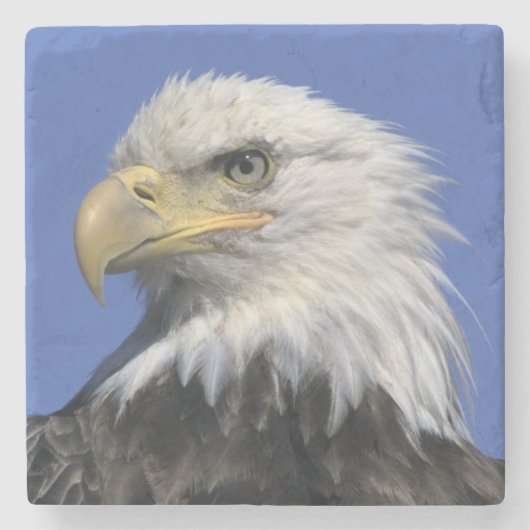Weißkopfseeadler, (Haliaeetus leucocephalus), Steinuntersetzer (Vorderseite)