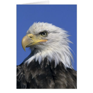 Weißkopfseeadler, (Haliaeetus leucocephalus), wild