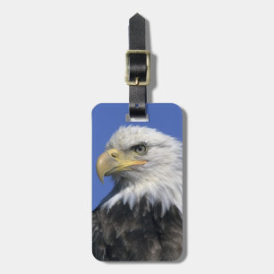 Weißkopfseeadler, (Haliaeetus leucocephalus), wild Gepäckanhänger