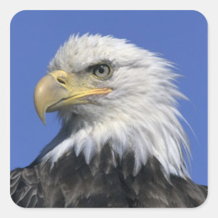 Weißkopfseeadler, (Haliaeetus leucocephalus), wild Quadratischer Aufkleber