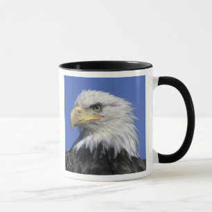 Weißkopfseeadler, (Haliaeetus leucocephalus), wild Tasse