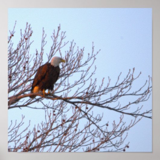 Weißkopfseeadler im Baum Poster (Vorne)