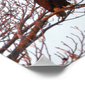 Weißkopfseeadler im Baum Poster (Ecke)