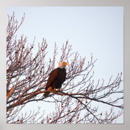 Weißkopfseeadler im Baum Poster (Vorne)