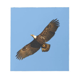 Weißkopfseeadler im Flug 2 Notizblock