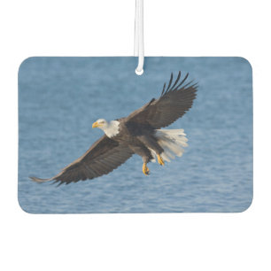 Weißkopfseeadler im Flug Autolufterfrischer
