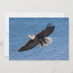 Weißkopfseeadler im Flug Dankeskarte