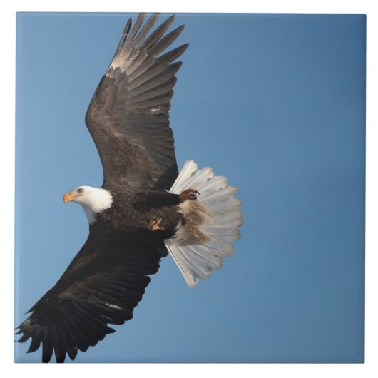 Weißkopfseeadler im Flug Fliese (Vorderseite)