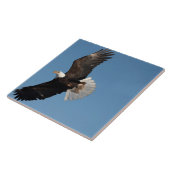 Weißkopfseeadler im Flug Fliese (Seite)