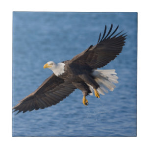 Weißkopfseeadler im Flug Fliese