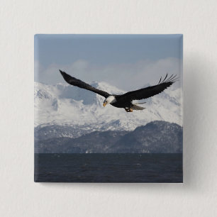 Weißkopfseeadler im Flug, Haliaeetus leucocephalus Button