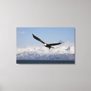Weißkopfseeadler im Flug, Haliaeetus leucocephalus Leinwanddruck