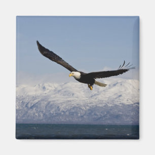 Weißkopfseeadler im Flug, Haliaeetus leucocephalus Magnet