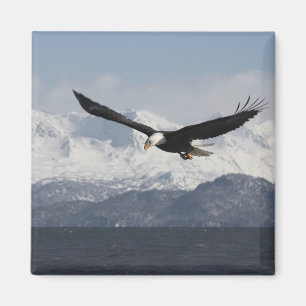 Weißkopfseeadler im Flug, Haliaeetus leucocephalus Magnet