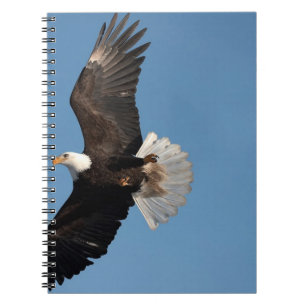 Weißkopfseeadler im Flug, Haliaeetus leucocephalus Notizblock