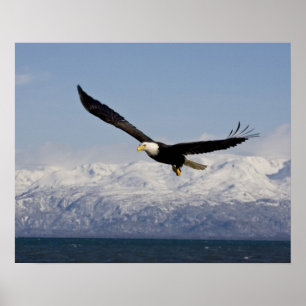 Weißkopfseeadler im Flug, Haliaeetus leucocephalus Poster
