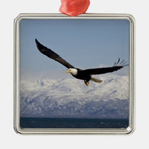 Weißkopfseeadler im Flug, Haliaeetus leucocephalus Silbernes Ornament