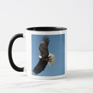 Weißkopfseeadler im Flug, Haliaeetus leucocephalus Tasse