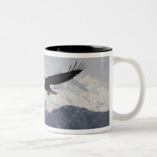 Weißkopfseeadler im Flug, Haliaeetus Zweifarbige Tasse