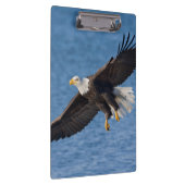 Weißkopfseeadler im Flug Klemmbrett (Rechts)