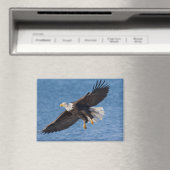 Weißkopfseeadler im Flug Magnet (In Situ (Geschirrspüler))