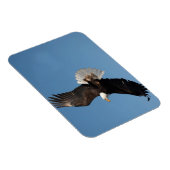 Weißkopfseeadler im Flug Magnet (Rechte Seite)
