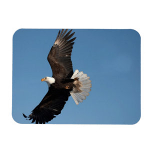 Weißkopfseeadler im Flug Magnet