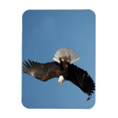 Weißkopfseeadler im Flug Magnet (Vertikal)