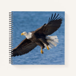 Weißkopfseeadler im Flug Notizblock