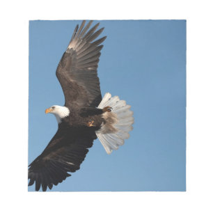 Weißkopfseeadler im Flug Notizblock