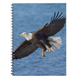 Weißkopfseeadler im Flug Notizblock