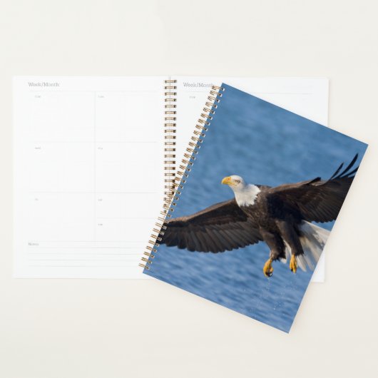 Weißkopfseeadler im Flug Planer (Anzeige)