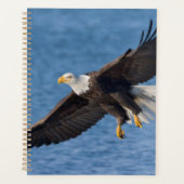 Weißkopfseeadler im Flug Planer (Vorderseite)