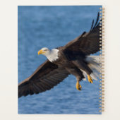 Weißkopfseeadler im Flug Planer (Rückseite)