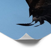Weißkopfseeadler im Flug Poster (Ecke)