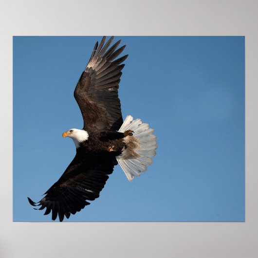 Weißkopfseeadler im Flug Poster (Vorne)