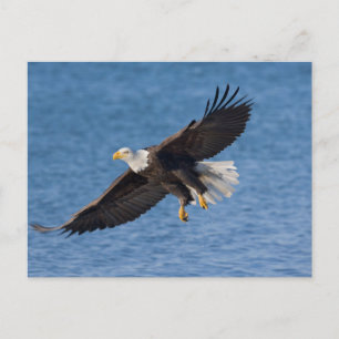 Weißkopfseeadler im Flug Postkarte