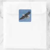 Weißkopfseeadler im Flug Quadratischer Aufkleber (Tasche)