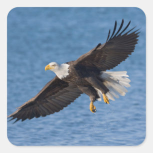 Weißkopfseeadler im Flug Quadratischer Aufkleber