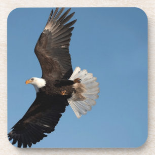 Weißkopfseeadler im Flug Untersetzer