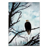 Weißkopfseeadler in einem Baum mit blauem Himmel (Vorne)
