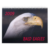 Weißkopfseeadler Kalender (Titelbild)