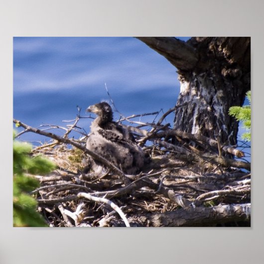 Weißkopfseeadler-Küken - Fine Art Drucke (Vorne)